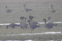 Mogelijke Taigarietganzen en Grauwe gans Oost-Groningen 19-2-2010