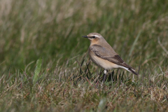 Tapuit, ♀ 1-Zuidlaardermeergebied 21-4-2021