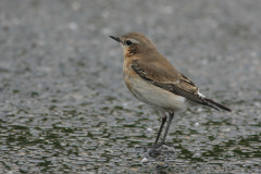 Tapuit, ♀ of 1e kj.-Texel 6-10-2010