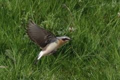 Tapuit, ♂  Groningen-kust 9-5-2024