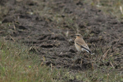 Tapuit, 1e kj. Vlieland 16-9-2012