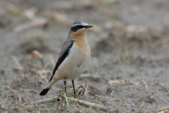 Tapuit, adult ♂ 1-Eemshaven 29-4-2012