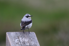 Tapuit, adult ♂ 1-Terschelling 11-6-2018