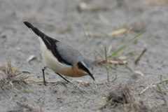 Tapuit, adult ♂-Eemshaven 29-4-2012