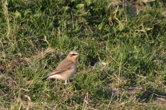 Tapuit, adult ♂-Eemshaven 5-9-2010