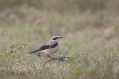 Tapuit, adult ♂-Eemshaven 6-5-2006