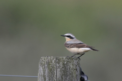 Tapuit, adult ♂-Groningen-kust 27-4-2011