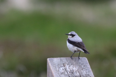 Tapuit, adult ♂-Terschelling 11-6-2018