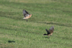 Tapuit en Graspieper-Schiermonnikoog 14-10-2011