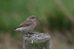 Tapuit, juv. 1 Ameland 27-6-2019