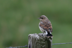 Tapuit, juv. Ameland 27-6-2019