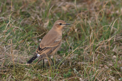 Tapuit, waarschijnlijk 1e kj. 2 Texel 21-9-2013