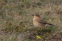 Tapuit, waarschijnlijk 1e kj. 3 Texel 21-9-2013