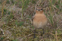 Tapuit, waarschijnlijk 1e kj. Texel 21-9-2013