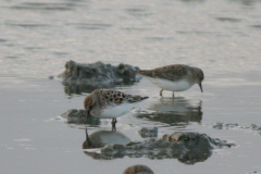 Kleine - en Temmincks strandloper-Lauwersmeer 18-5-2008