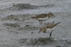 Kleine - en Temmincks strandloper, adult-Lauwersmeer 26-7-2017