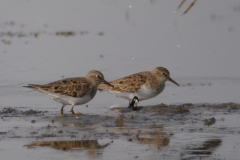 Temmincks strandloper 1-Groningen-prov. 15-5-2015