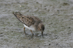 Temmincks strandloper 1-Lauwersmeer 18-5-2008