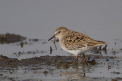 Temmincks strandloper 2-Groningen-prov. 15-5-2015