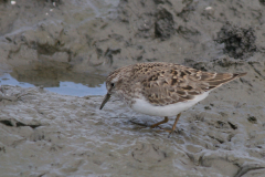 Temmincks strandloper 2-Lauwersmeer 18-5-2008