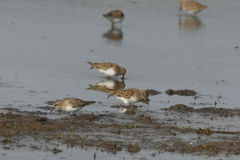 Temmincks strandloper 3-Groningen-prov. 15-5-2015