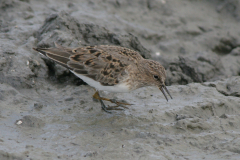 Temmincks strandloper 3-Lauwersmeer 18-5-2008