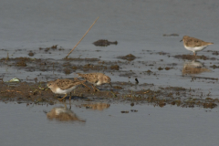 Temmincks strandloper 4-Groningen-prov. 15-5-2015