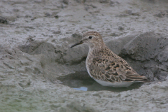 Temmincks strandloper 4-Lauwersmeer 18-5-2008