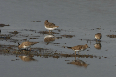 Temmincks strandloper 5-Groningen-prov. 15-5-2015