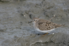 Temmincks strandloper 5-Lauwersmeer 18-5-2008