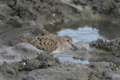 Temmincks strandloper 6-Lauwersmeer 18-5-2008