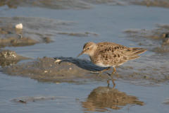 Temmincks strandloper 7-Lauwersmeer 18-5-2008