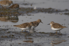 Temmincks strandloper-Groningen-prov. 15-5-2015