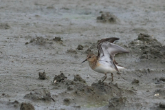 Temmincks strandloper, adult 1-Lauwersmeer 26-7-2017