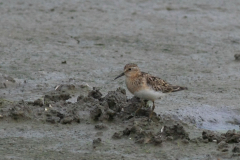 Temmincks strandloper, adult 2-Lauwersmeer 26-7-2017