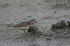 Temmincks strandloper, adult-Lauwersmeer 26-7-2017