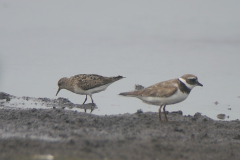 Temmincks strandloper, adult en Bontbekplevier-Dannemeer 15-8-2022