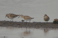 Temmincks strandloper, adult en Kleine strandloper-Dannemeer 15-8-2022