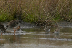 Temmincks strandloper en Kemphaan -Groningen-prov. 1-8-2023