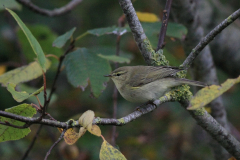 Tjiftjaf 1-Texel 9-10-2015