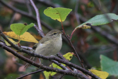 Tjiftjaf-Texel 9-10-2015