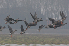 Toendrarietgans 1 Groningen-prov. 6-2-2010