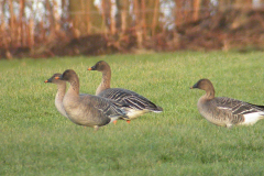 Toendrarietgans 1 Groningen-stad 18-1-2006