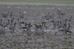 Toendrarietgans Groningen-kust 6-12-2007