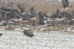 Toendrarietgans Groningen-prov. 14-2-2010