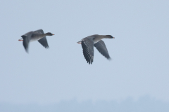 Toendrarietgans Groningen-prov. 28-12-2010