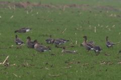 Toendrarietgans Groningen-prov. 6-12-2020