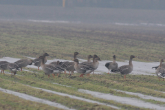 Toendrarietgans Groningen-prov. 6-2-2010