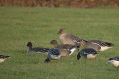 Toendrarietgans Groningen-stad 18-1-2006