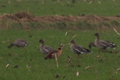 Toendrarietgans en Nijlgans Groningen-prov. 6-12-2020